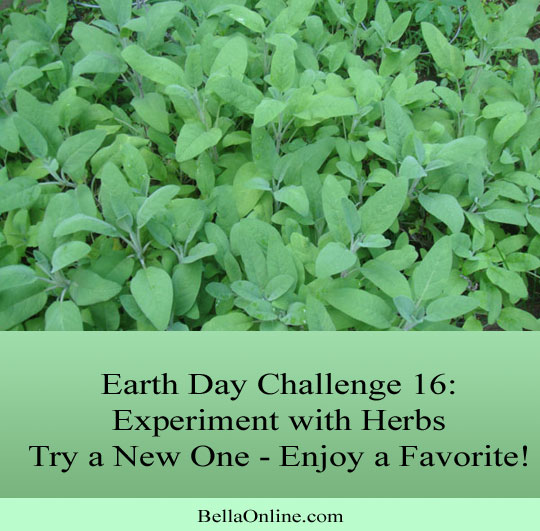 Explore Herbs - Earth Day Challenge