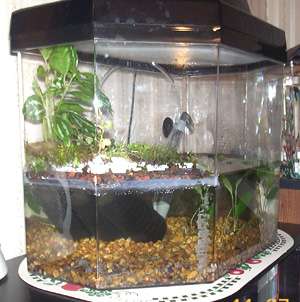 Newt Habitat