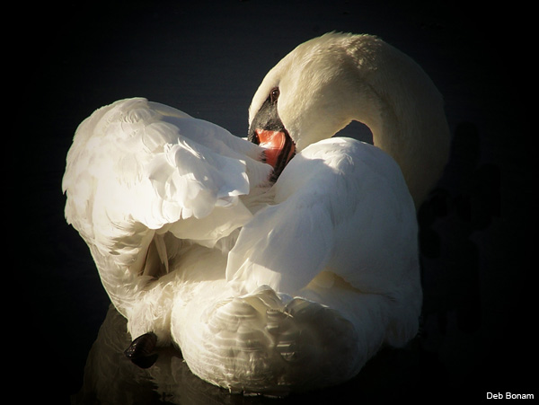 Swan by Deb Bonam