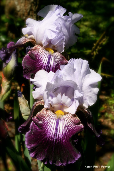 I Dreamed of Irises by Karen Pruitt Fowler