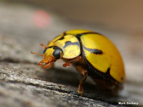Ladybug Dancing by Mark Berkery