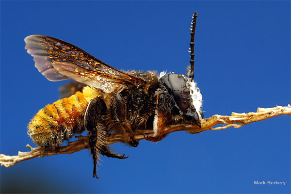 Orange Tail Leafcutter Bee by Mark Berkery