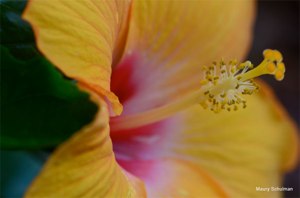 Yellow Hibiscus by Maury Schulman