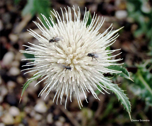 White Thistle and Friends by Donna Sciandra