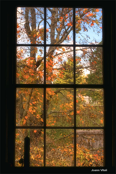 Autumns Palette by Joann Vitali