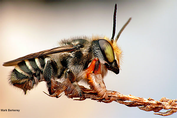 Leafcutter Bee by Mark Berkerey