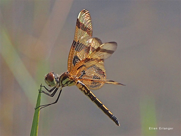 Bejewled Dragonfly by Ellen Erlanger
