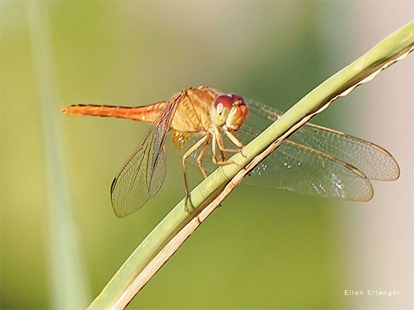 Dragonfly Smile by Ellen Erlanger