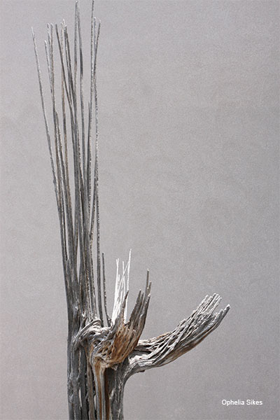 Saguaro 1 by Ophelia Sikes