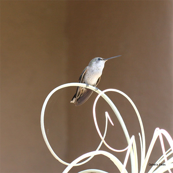 Hummingbird by Ophelia Sikes
