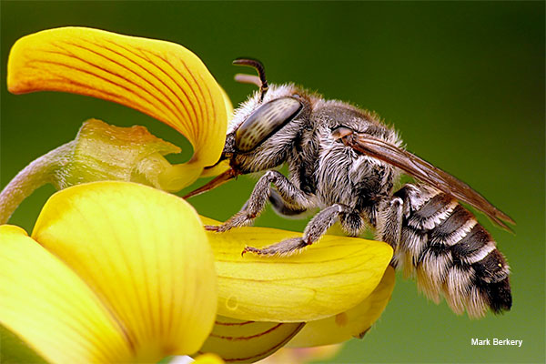 Leafcutter Bee by Mark Berkery