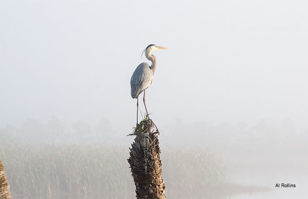 Great Blue Heron in Morning Mist by Al Rollins