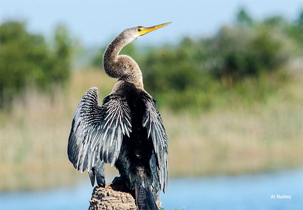 Anhinga Looking over His Territory by Al Rollins