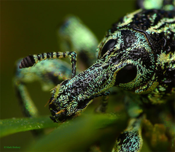 Botany Bay Weevil by Mark Berkery