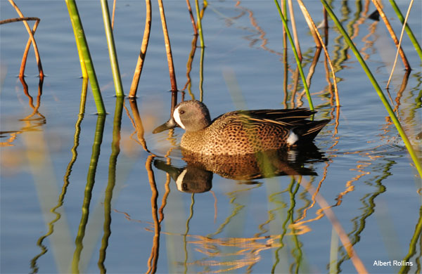 Blue Winged Teal by Albert Rollins