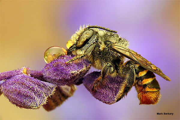 Leaf-Cutter Bee by Mark Berkery