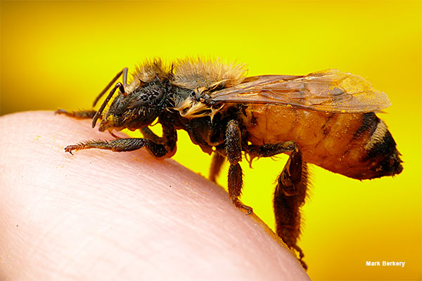 Bee Save by Mark Berkery