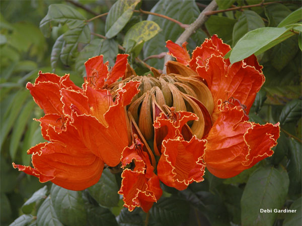 Tropical Flower by Debi Gardiner