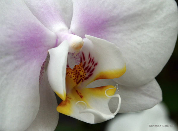 Orchid Entry by Christine Catalano