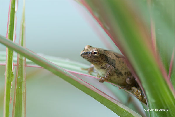 TIny Frog by Carole Bouchard