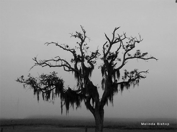 Tree Rising by Malinda Bishop