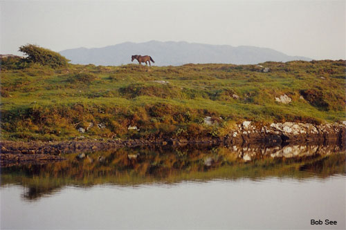 Irish Stallion by Bob See