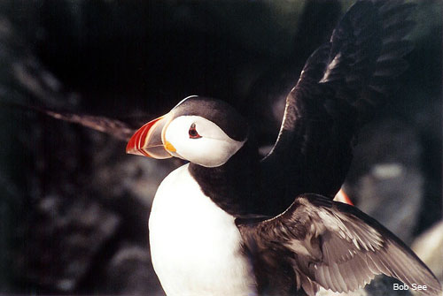 Atlantic Puffin by Bob See