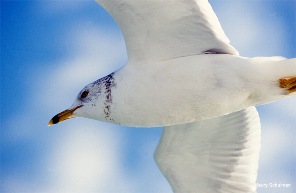 Gull Fly-by by Maury Schulman