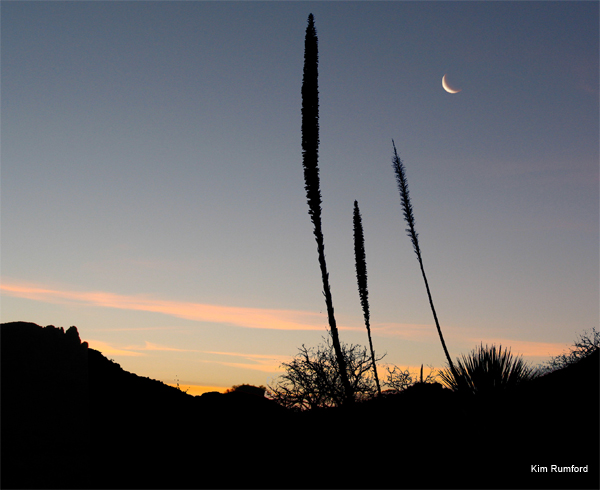 Before Sun-up in the Desert by Kim Rumford