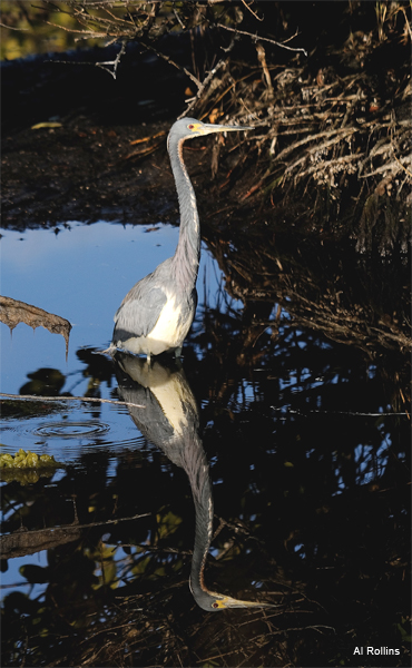 Tri-Colored Heron by Al Rollins