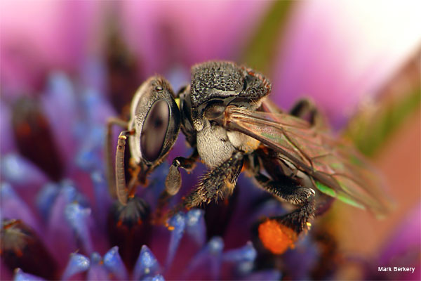Stingless Bee 3 by Mark Berkery
