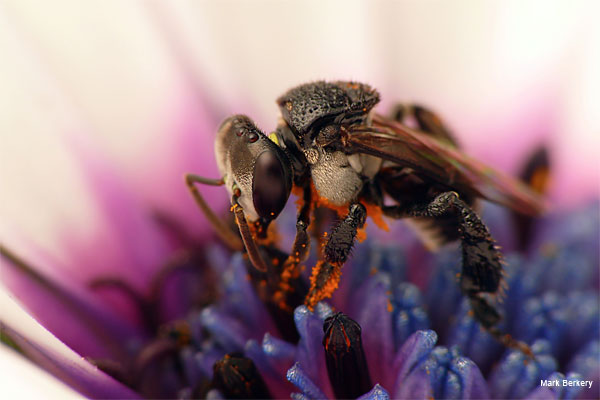 Stingless Bee 5 by Mark Berkery