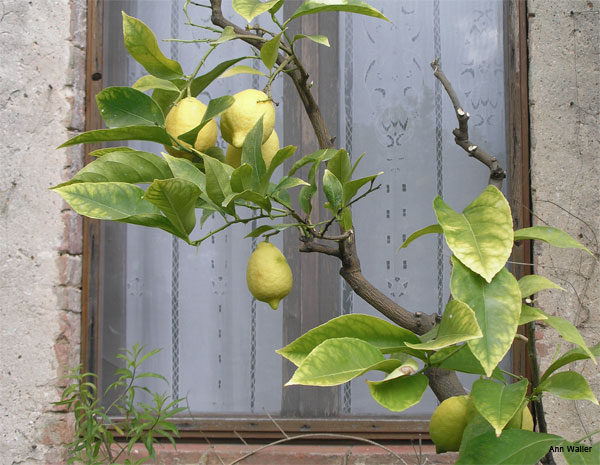 Fresh Lemons by Ann Waller