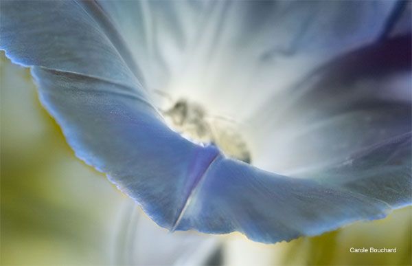 Ghost Bee in Morning Glory by Carole Bouchard