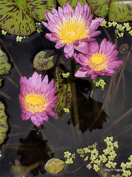 Three Lovely Lotus Blossoms by Ellen R. Erlanger