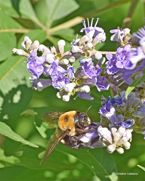 Bee at Work by Christine Catalano