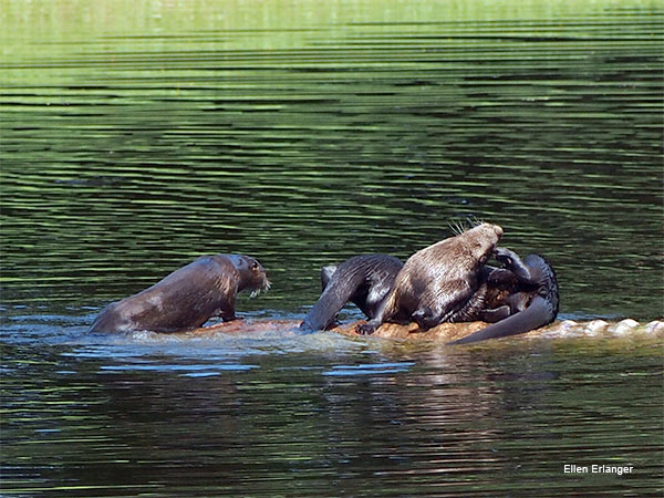 Otters at Play by Ellen Erlanger