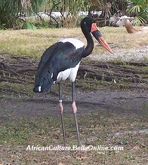 African Bird Postcards