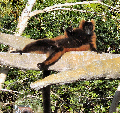 African Lemur Postcards