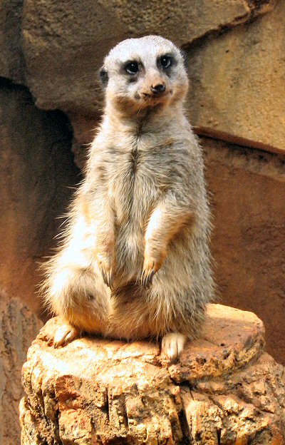 African Meerkat Postcards African Meerkat Postcards