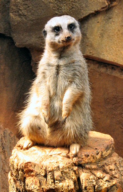 African Meerkat Postcards