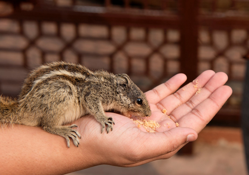 Pet Chipmunks