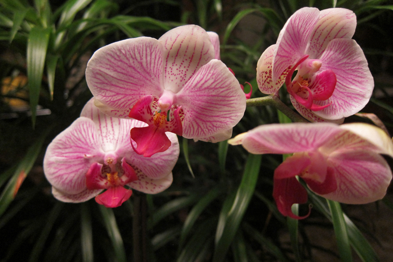 Pollinating The Orchid Flowers