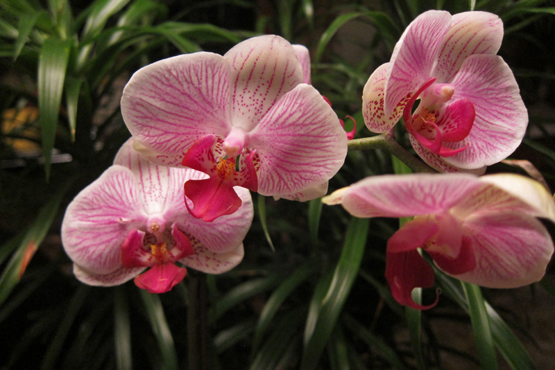 Harmful Effects of Common Orchid Pesticides 