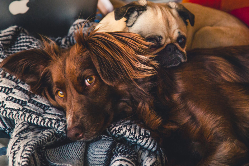 Animals Help Relieve Depression