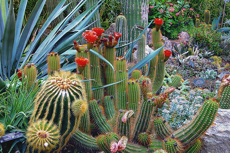 Propagating Cacti