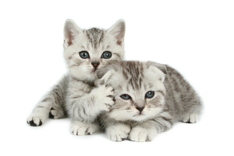 Adopting a Cat or Kitten