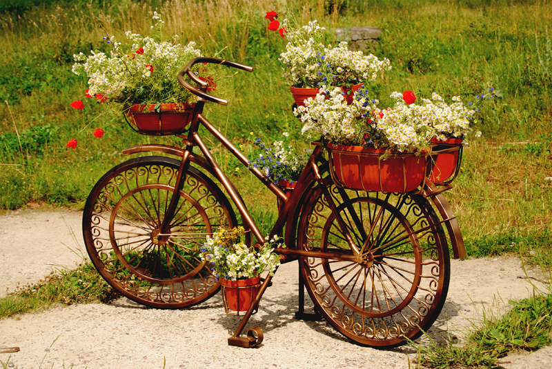 AMARYLLIS – A REGAL CONTAINER! 