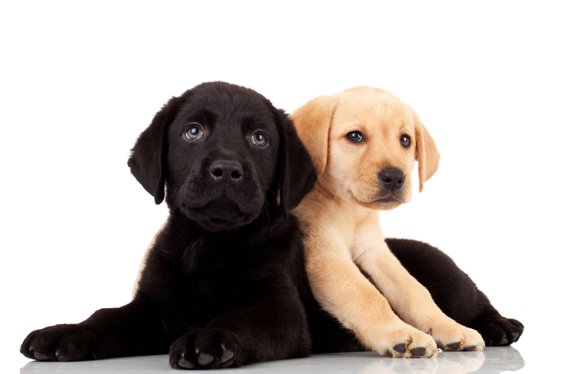 The Right Dog for You,  Part Three - Choosing a Breeder