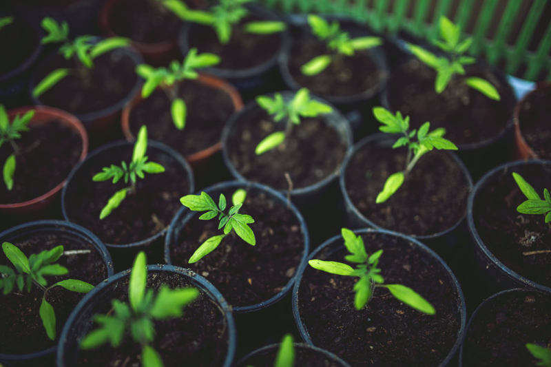 Starting Pepper Seeds Indoors